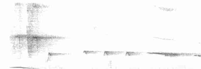 Шама білогуза - ML240238221
