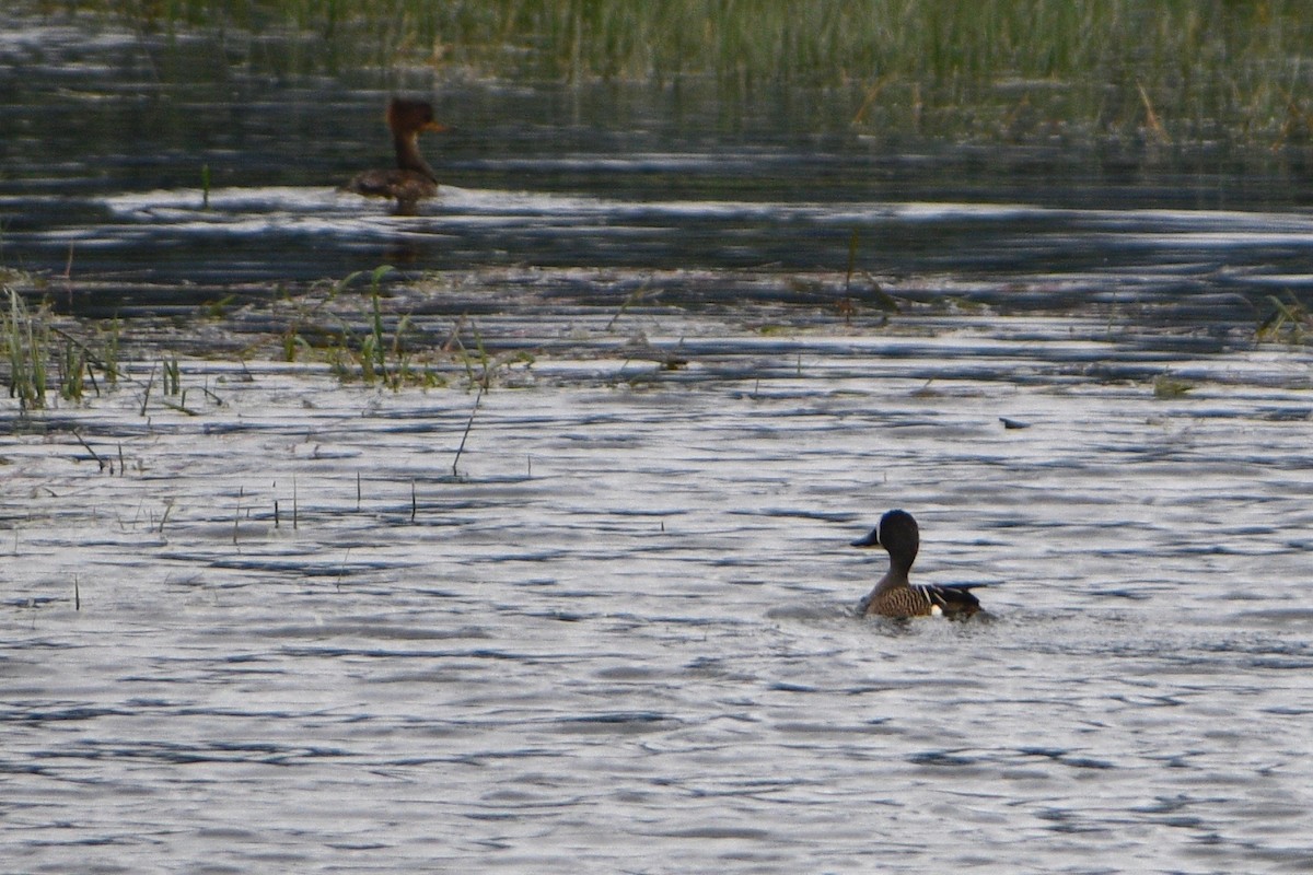 Blue-winged Teal - ML240241741