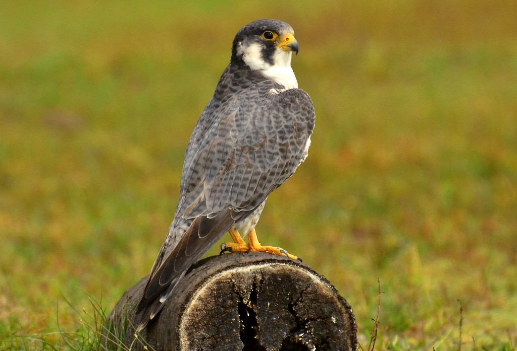 Peregrine Falcon (Tundra) - Lekshmi  R