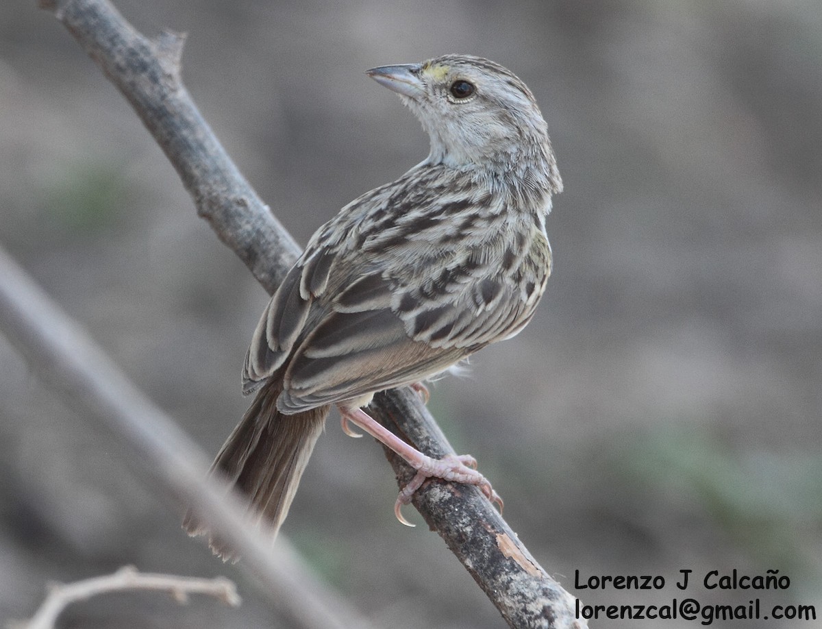 Grassland Sparrow - ML240245641