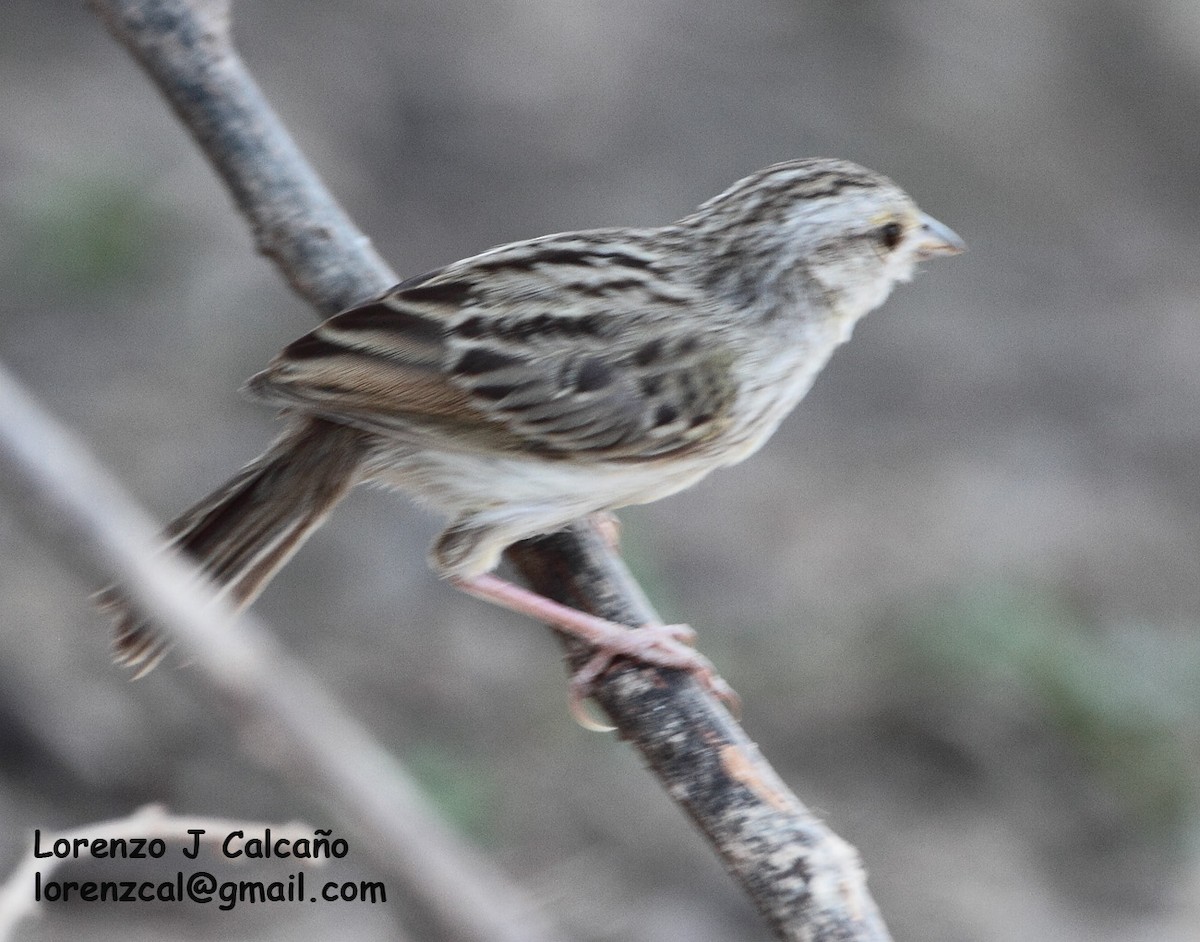 Grassland Sparrow - ML240245661