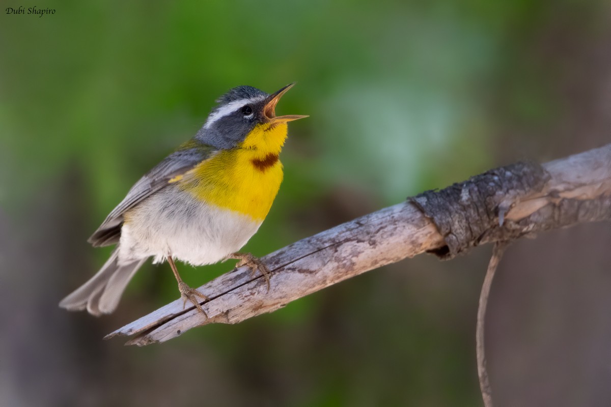 Crescent-chested Warbler - Dubi Shapiro
