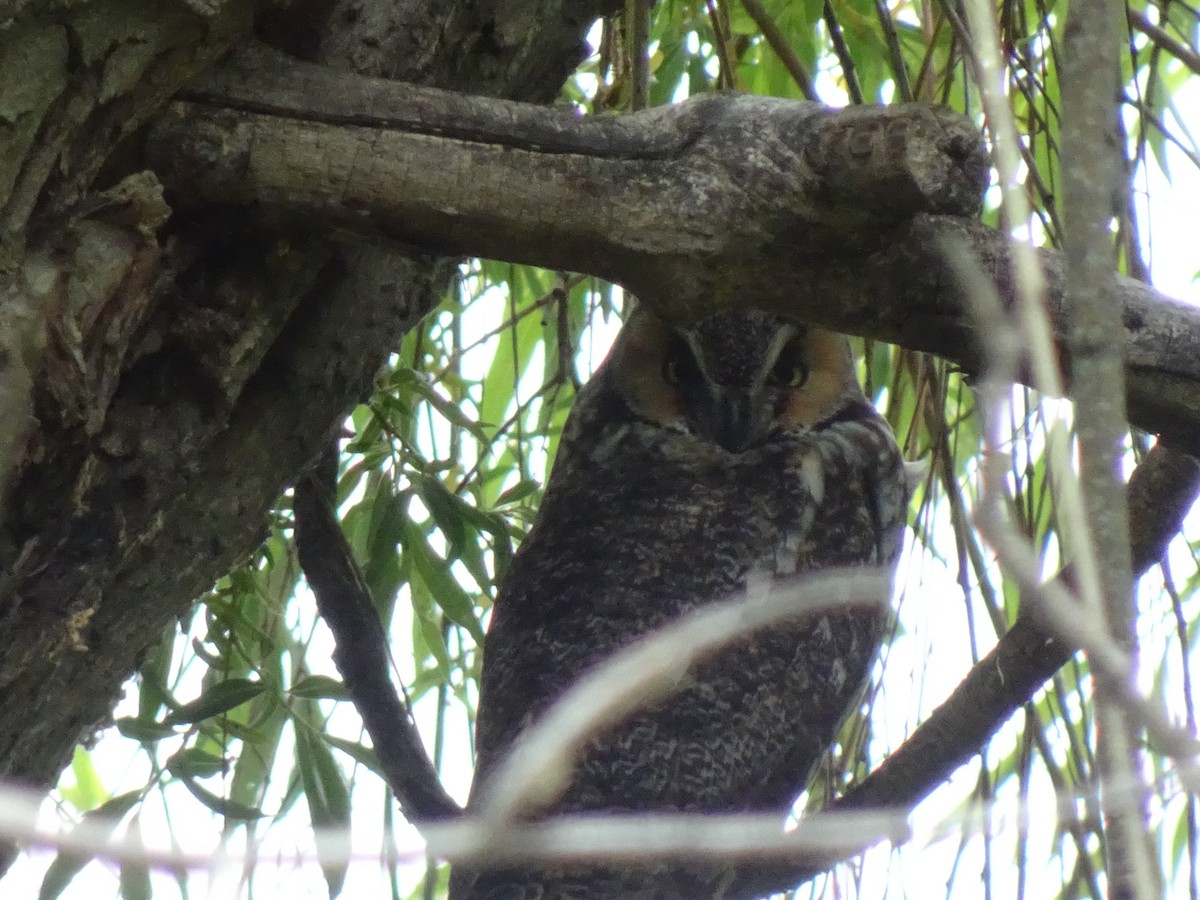 Long-eared Owl - ML240246561