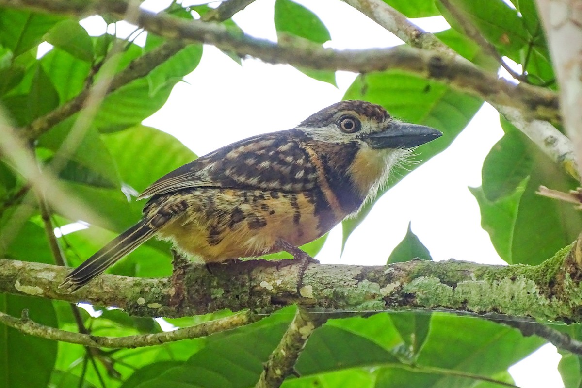 Two-banded Puffbird - Jhonathan Miranda - Wandering Venezuela Birding Expeditions