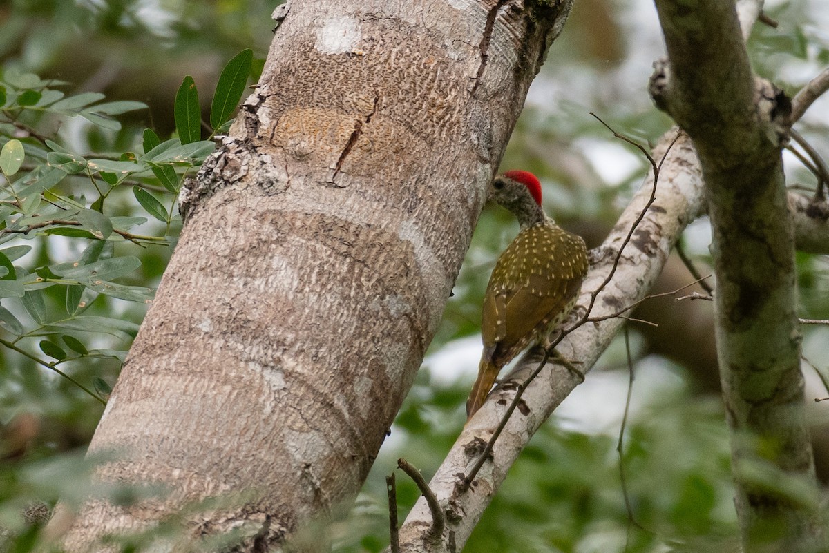 Green-backed Woodpecker - ML240251591