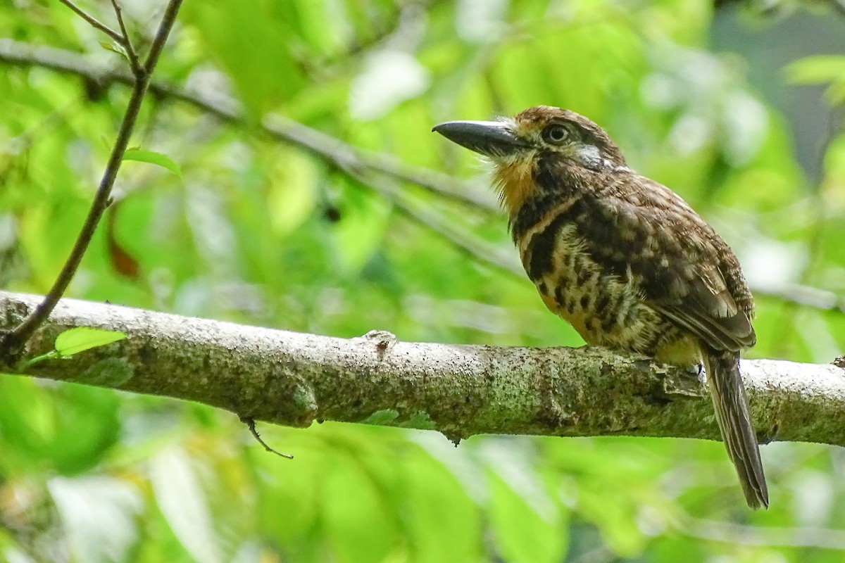 Two-banded Puffbird - ML240252271