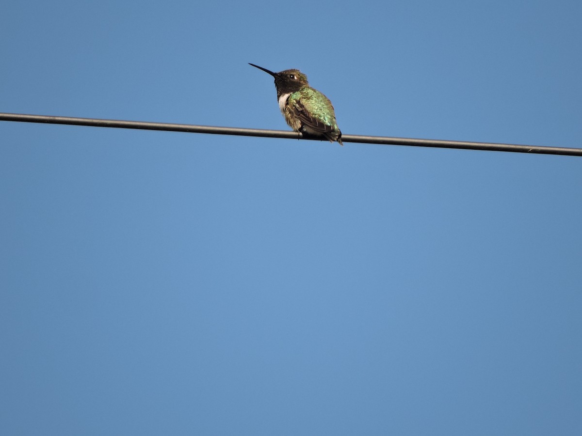 Black-chinned Hummingbird - Christian Lebold