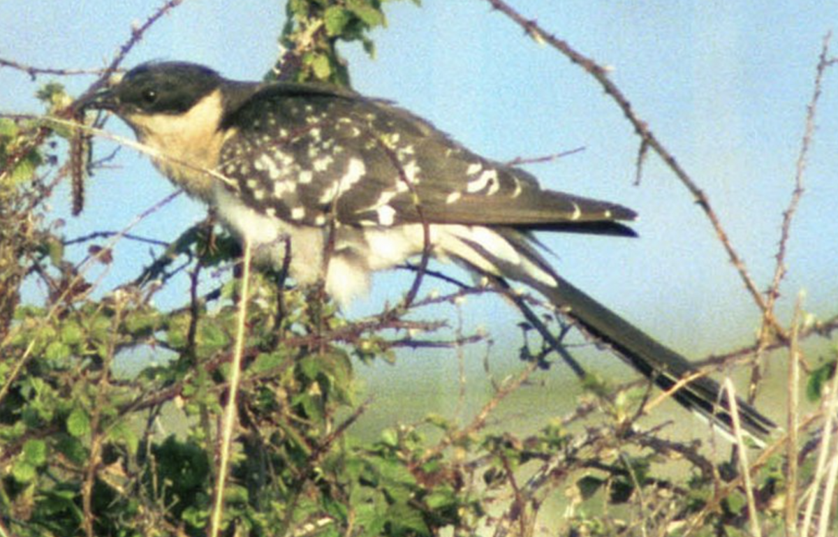 Great Spotted Cuckoo - Simon Colenutt