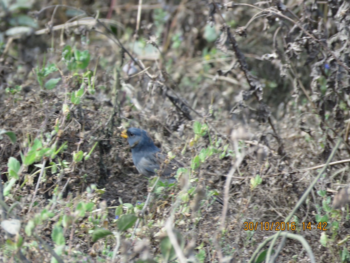 Band-tailed Sierra Finch - ML240258241