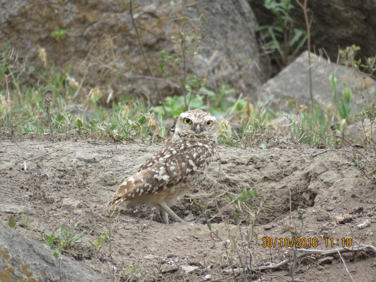 Burrowing Owl - ML240258351