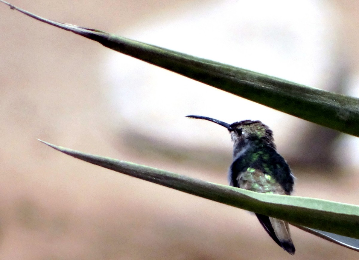 Oasis Hummingbird - Priscila Pellissier Pérez