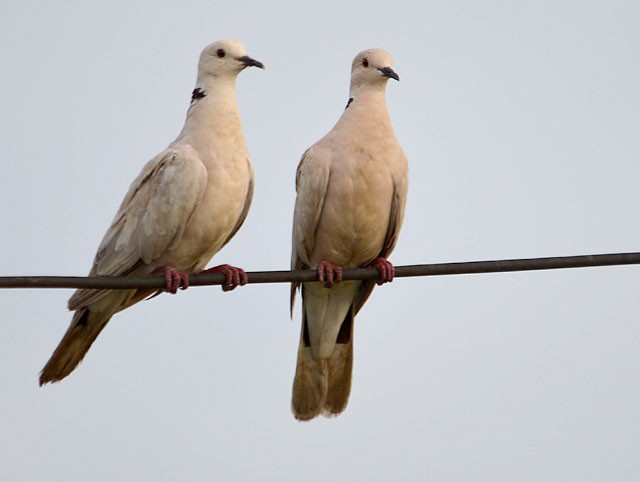 African Collared-Dove - Choy Wai Mun