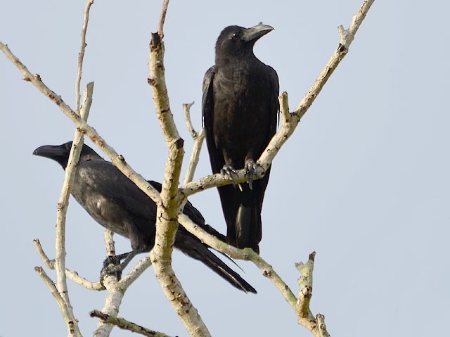 Large-billed Crow - Choy Wai Mun