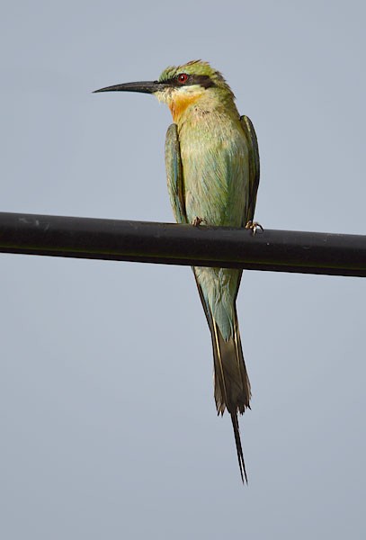 Blue-tailed Bee-eater - ML240258701