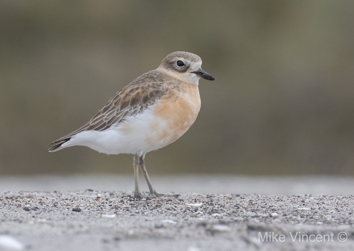 Red-breasted Dotterel - ML240259921
