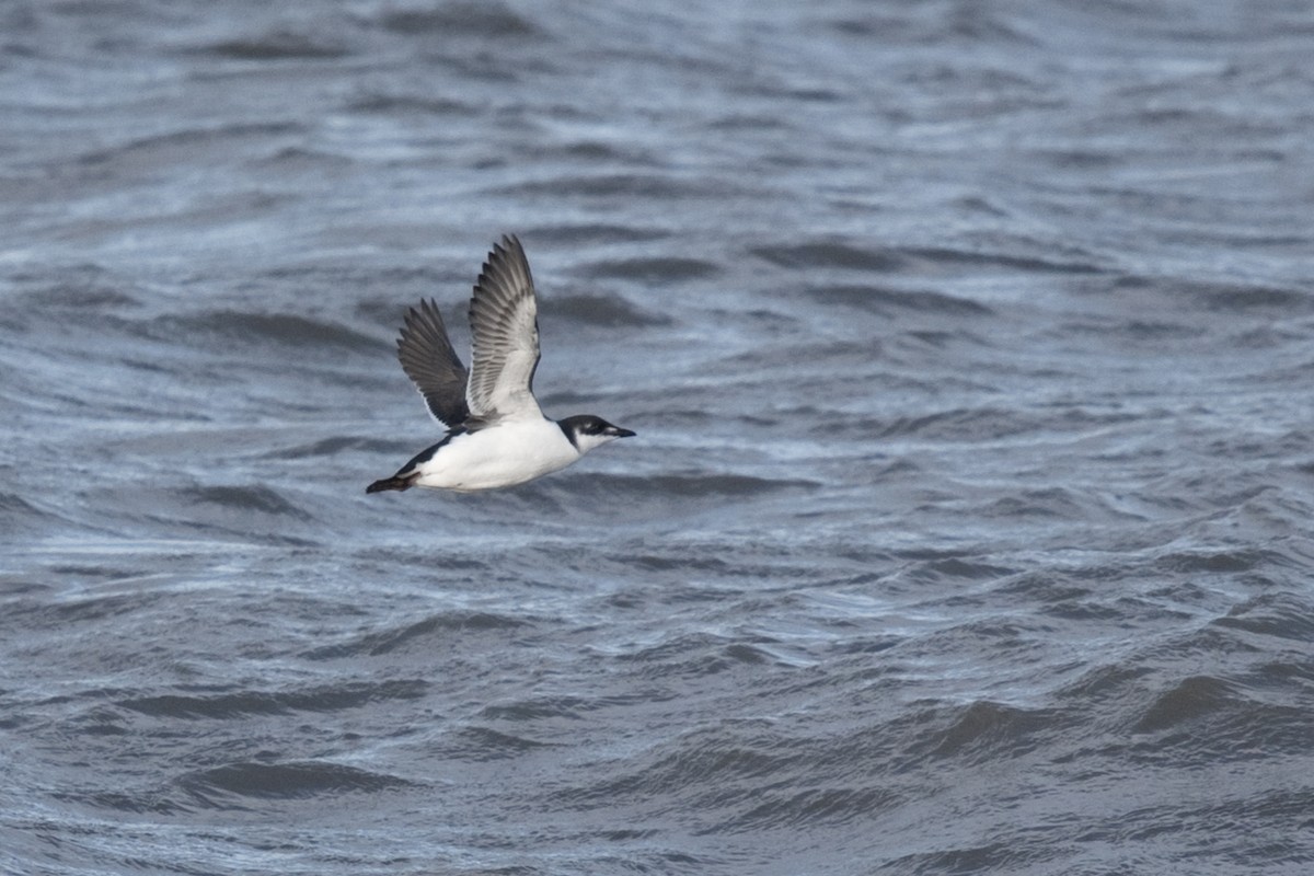 Thick-billed Murre - ML240260821