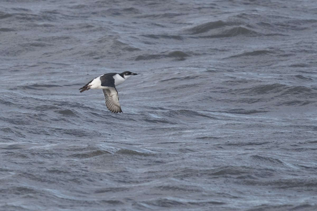 Thick-billed Murre - ML240260831