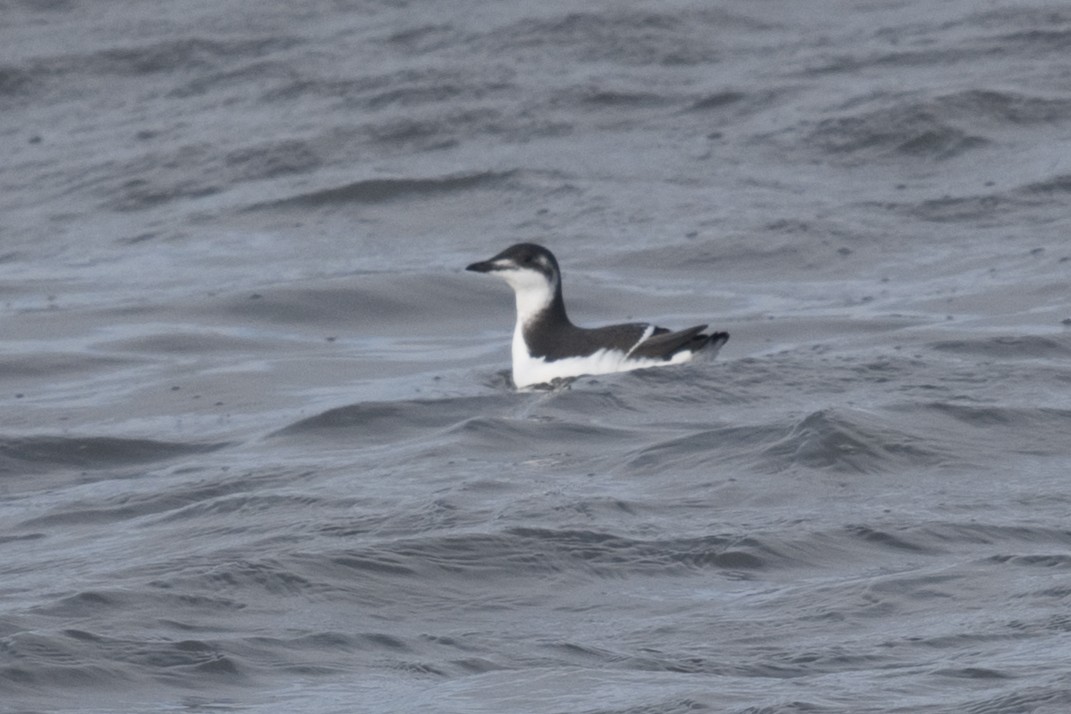 Thick-billed Murre - ML240260851