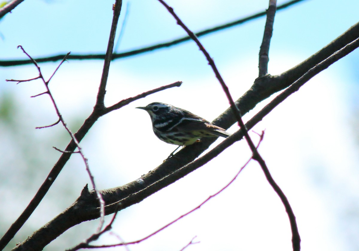 Black-and-white Warbler - ML240264791
