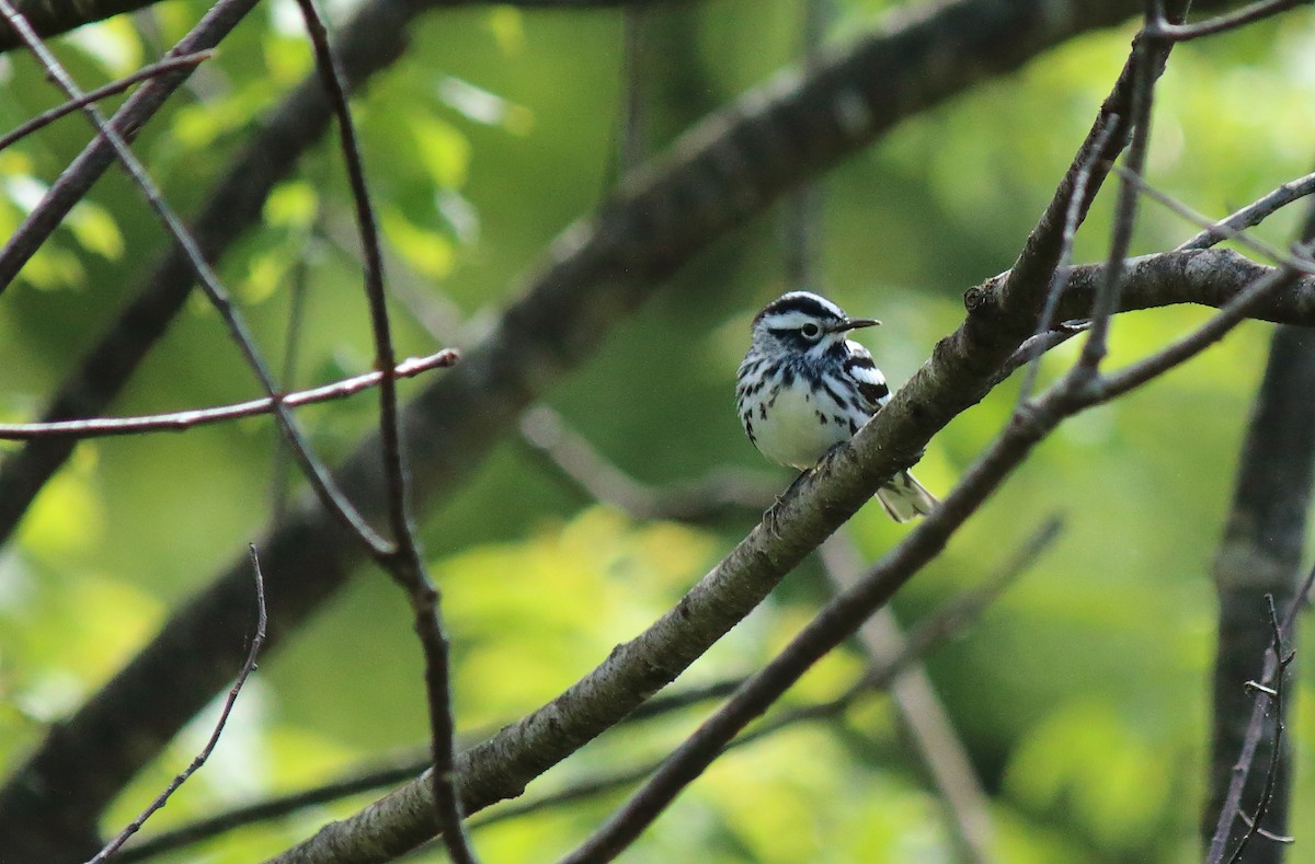 Black-and-white Warbler - ML240264801