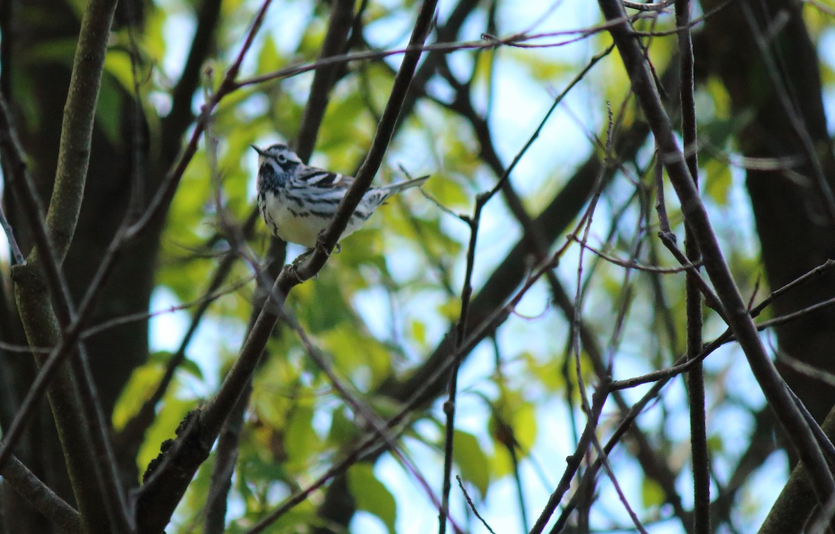 Black-and-white Warbler - ML240264811