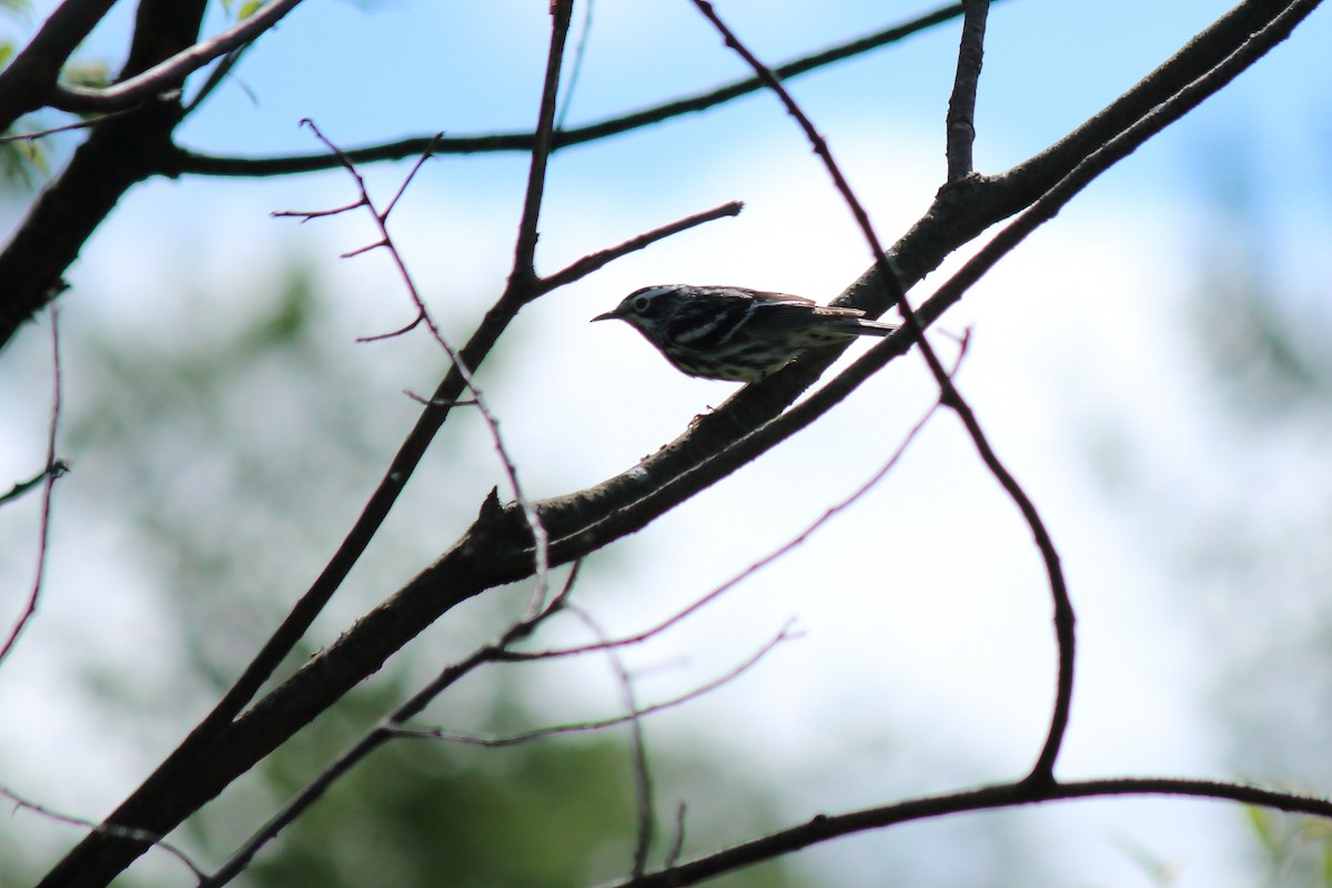 Black-and-white Warbler - ML240264821