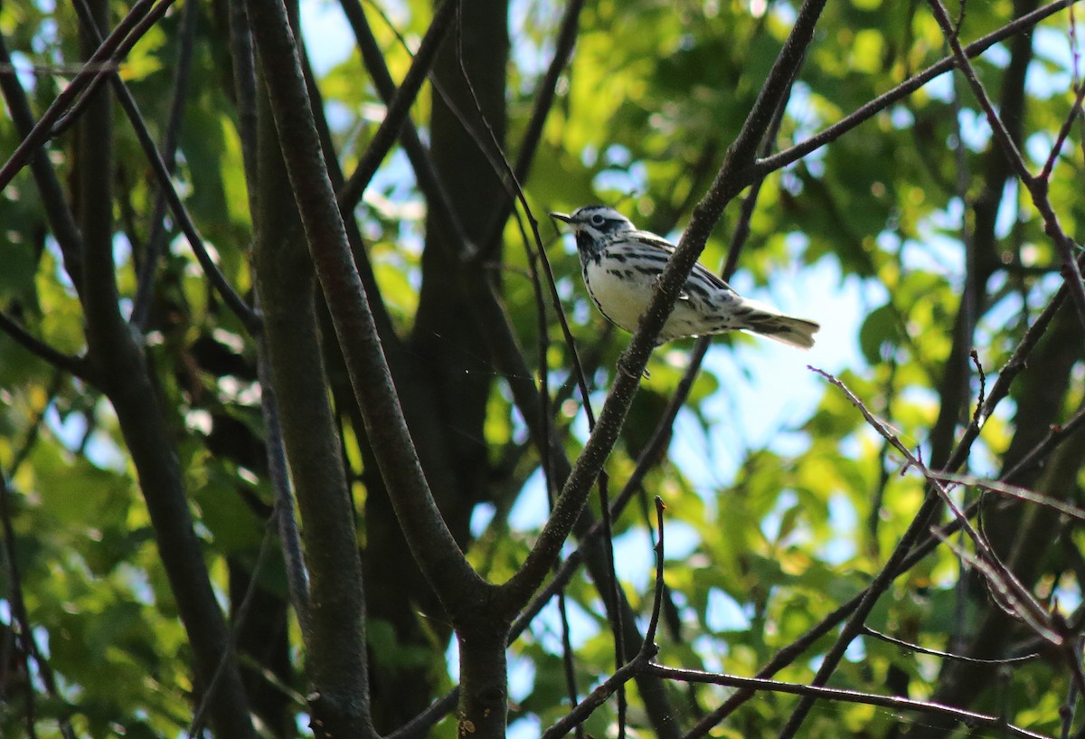 Black-and-white Warbler - ML240264831