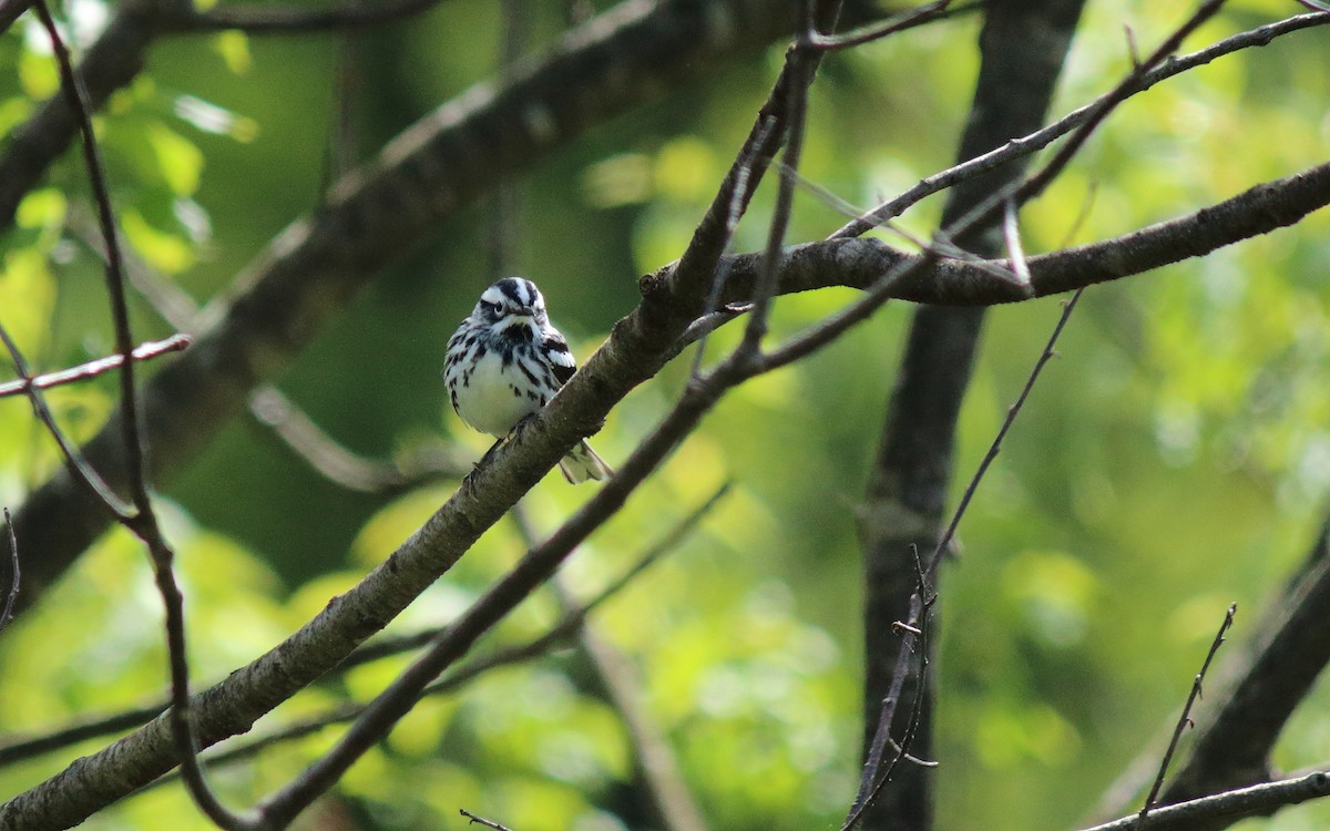 Black-and-white Warbler - ML240264841