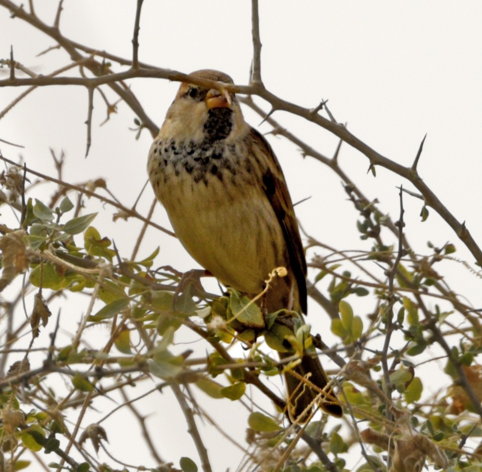 Spanish Sparrow - ML240267171