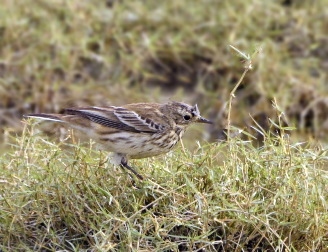Water Pipit - ML240267701