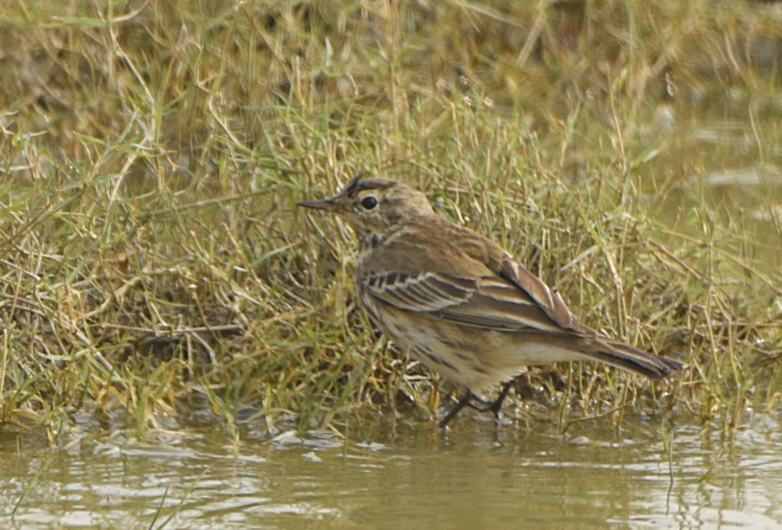 Water Pipit - ML240267721