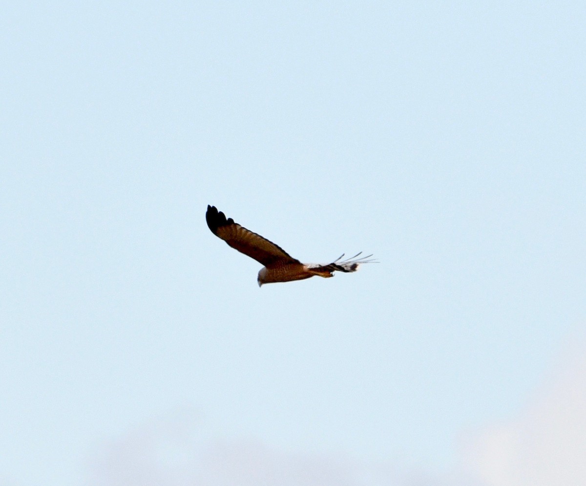 Spotted Harrier - ML240267971