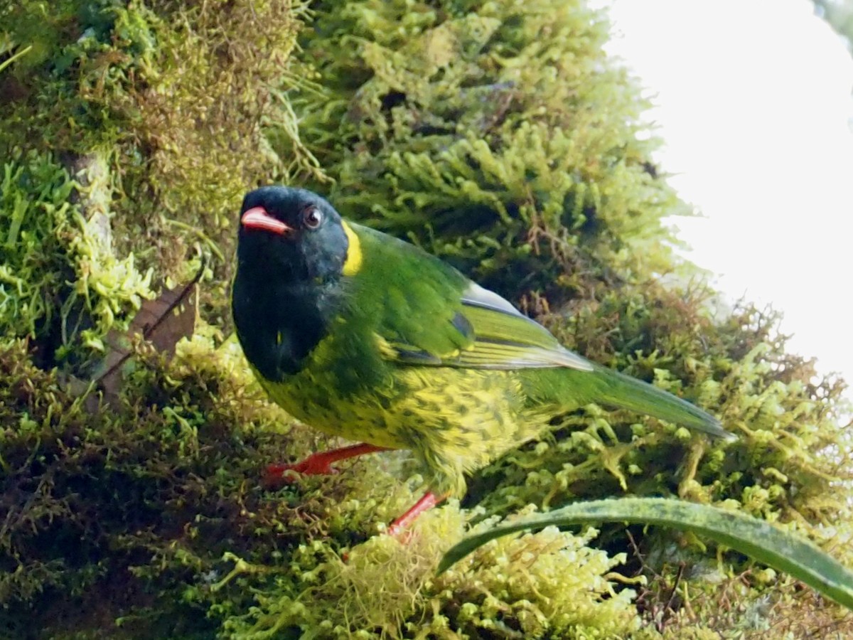 Green-and-black Fruiteater - ML240267981