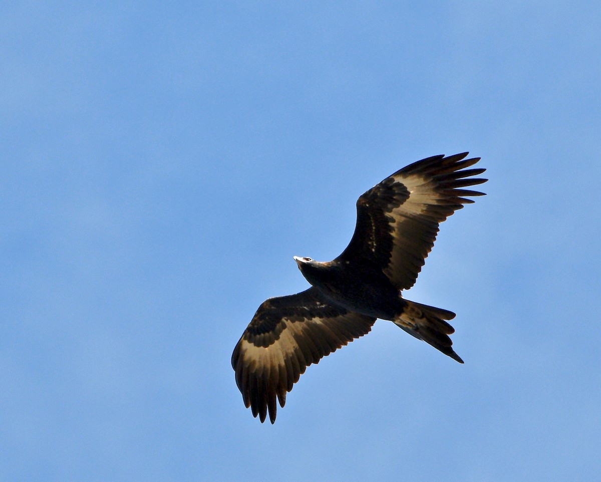 Wedge-tailed Eagle - ML240268541