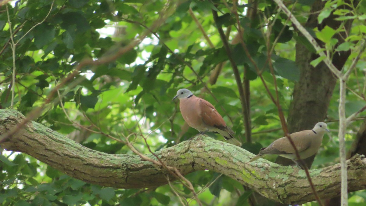 Red Collared-Dove - ML240271451
