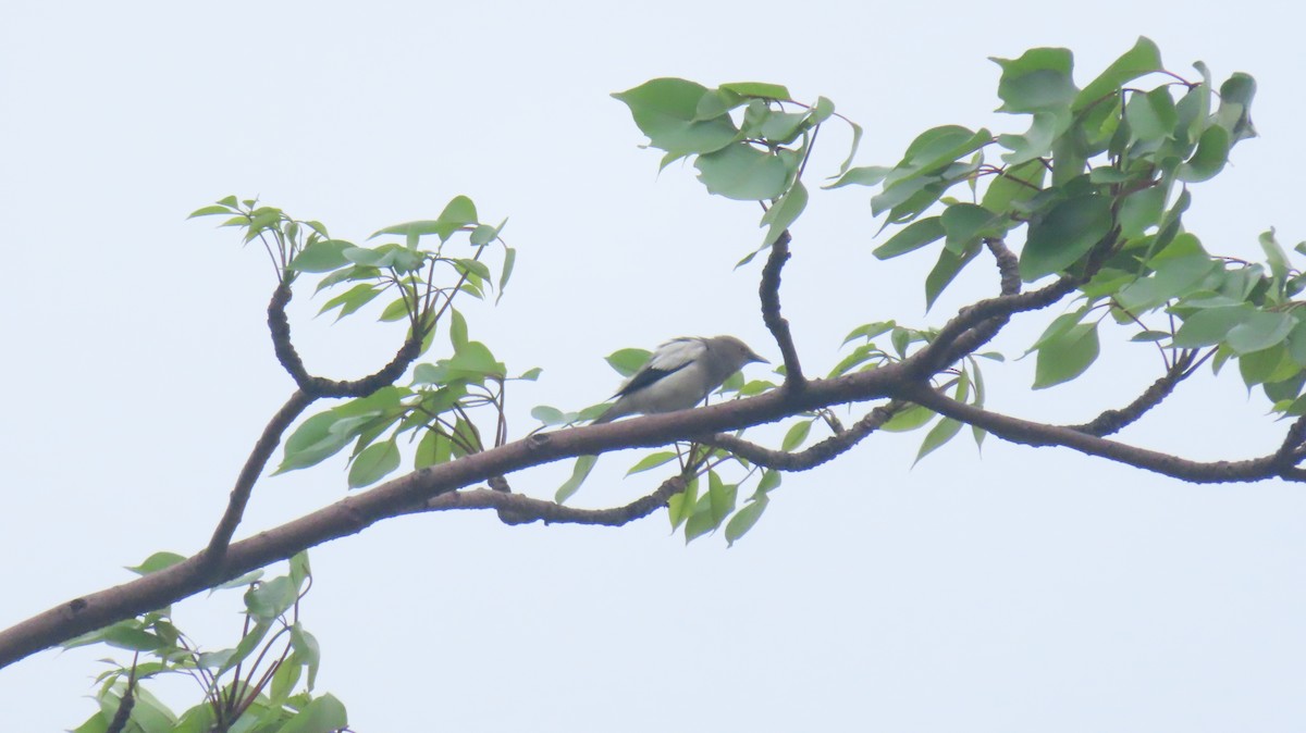 White-shouldered Starling - ML240271581