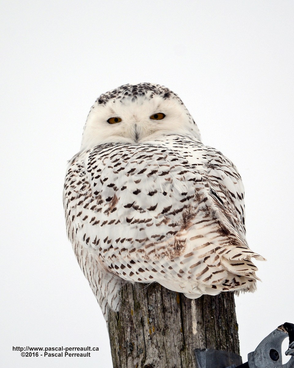 Snowy Owl - Pascal Perreault