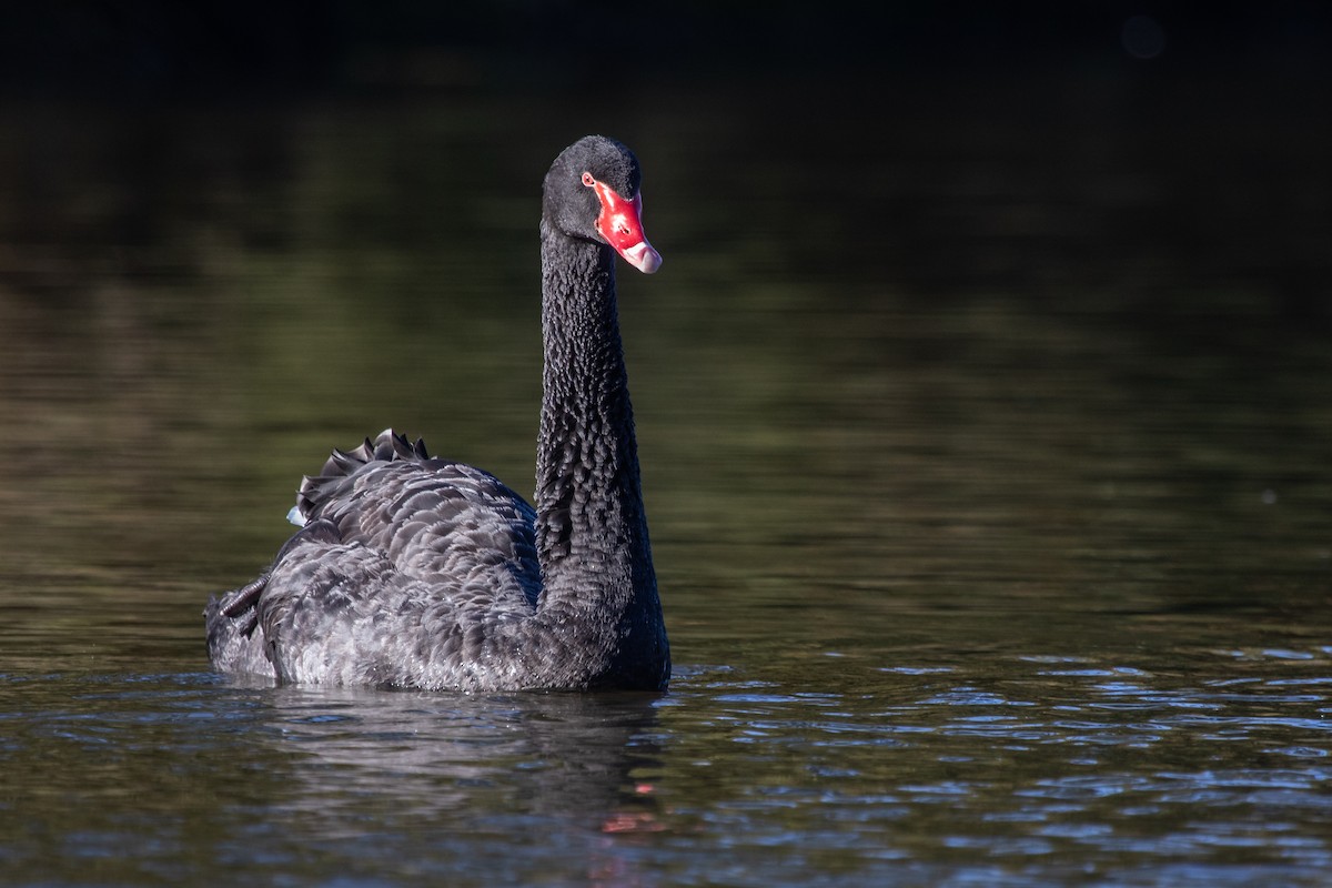 Black Swan - Ramit Singal