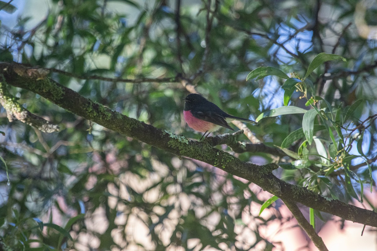 Pink Robin - Ramit Singal