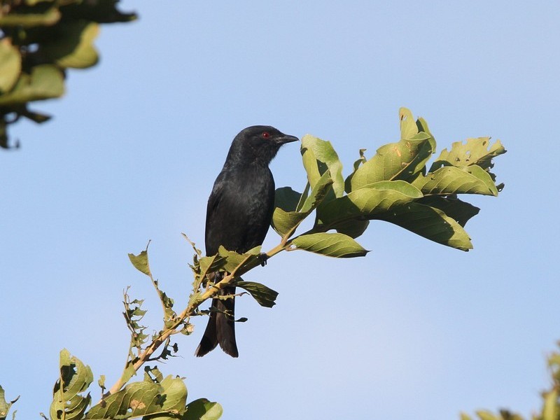 Fork-tailed Drongo - ML240277101