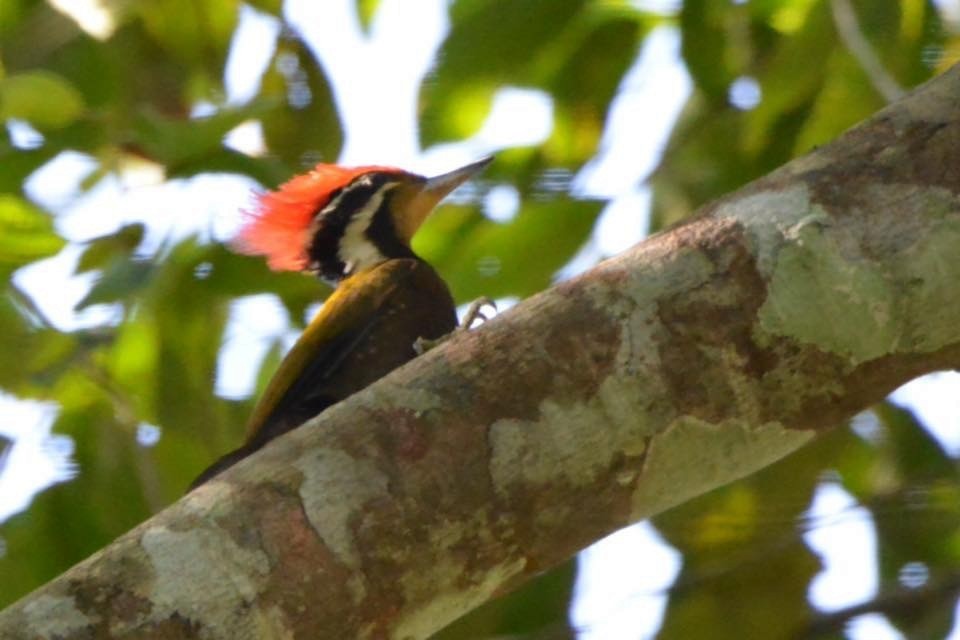 Olive-backed Woodpecker - David Gersten