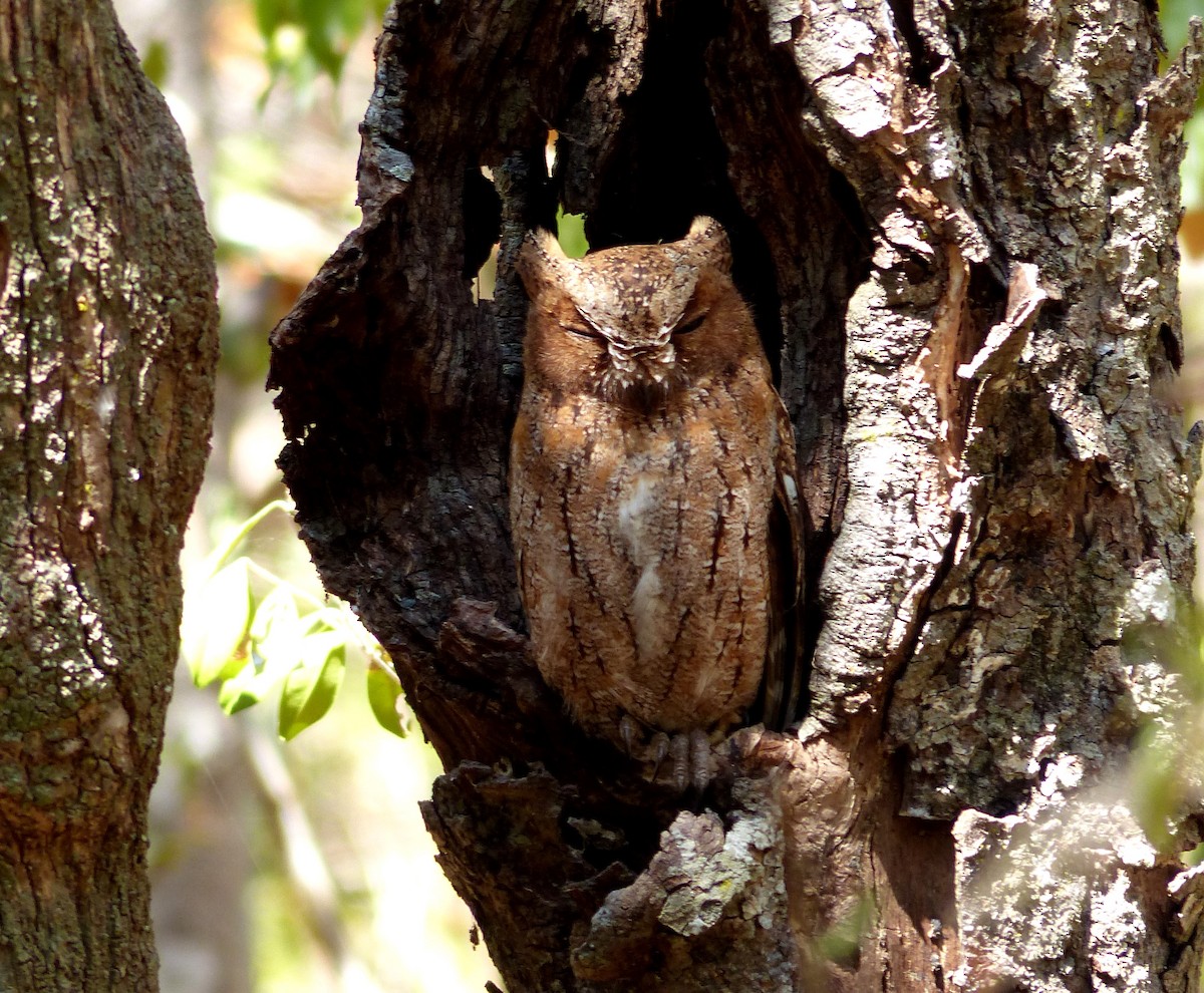 Madagascar Scops-Owl (Torotoroka) - David Bree