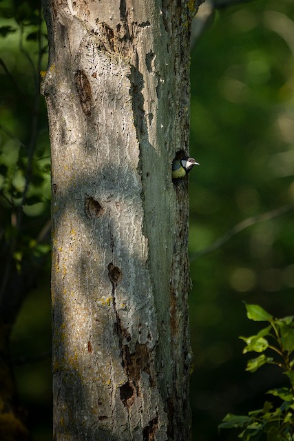 Nest in tree cavity. - Great Tit - 