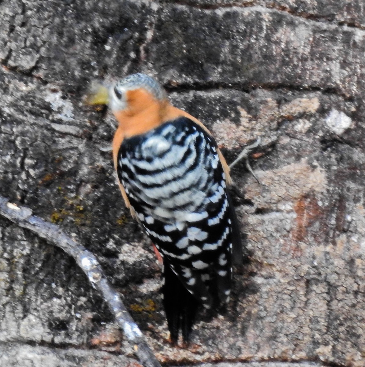 Rufous-bellied Woodpecker - ML240279951
