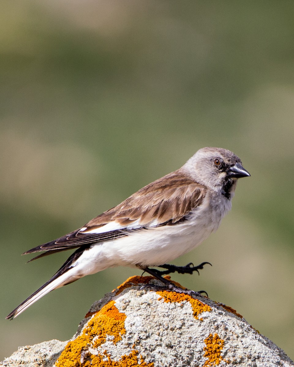 White-winged Snowfinch - ML240280571