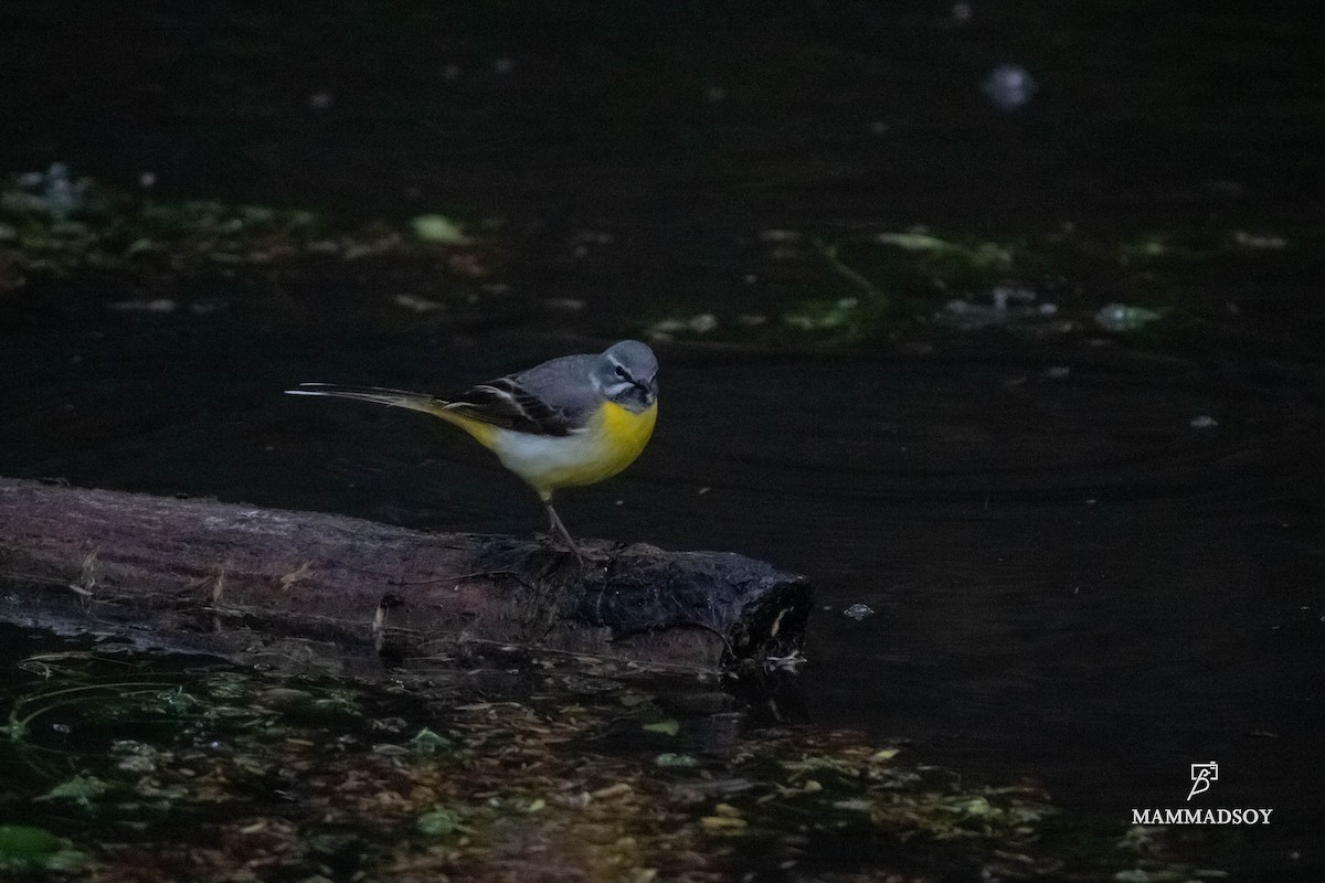 Gray Wagtail - Elvin Memmedsoy