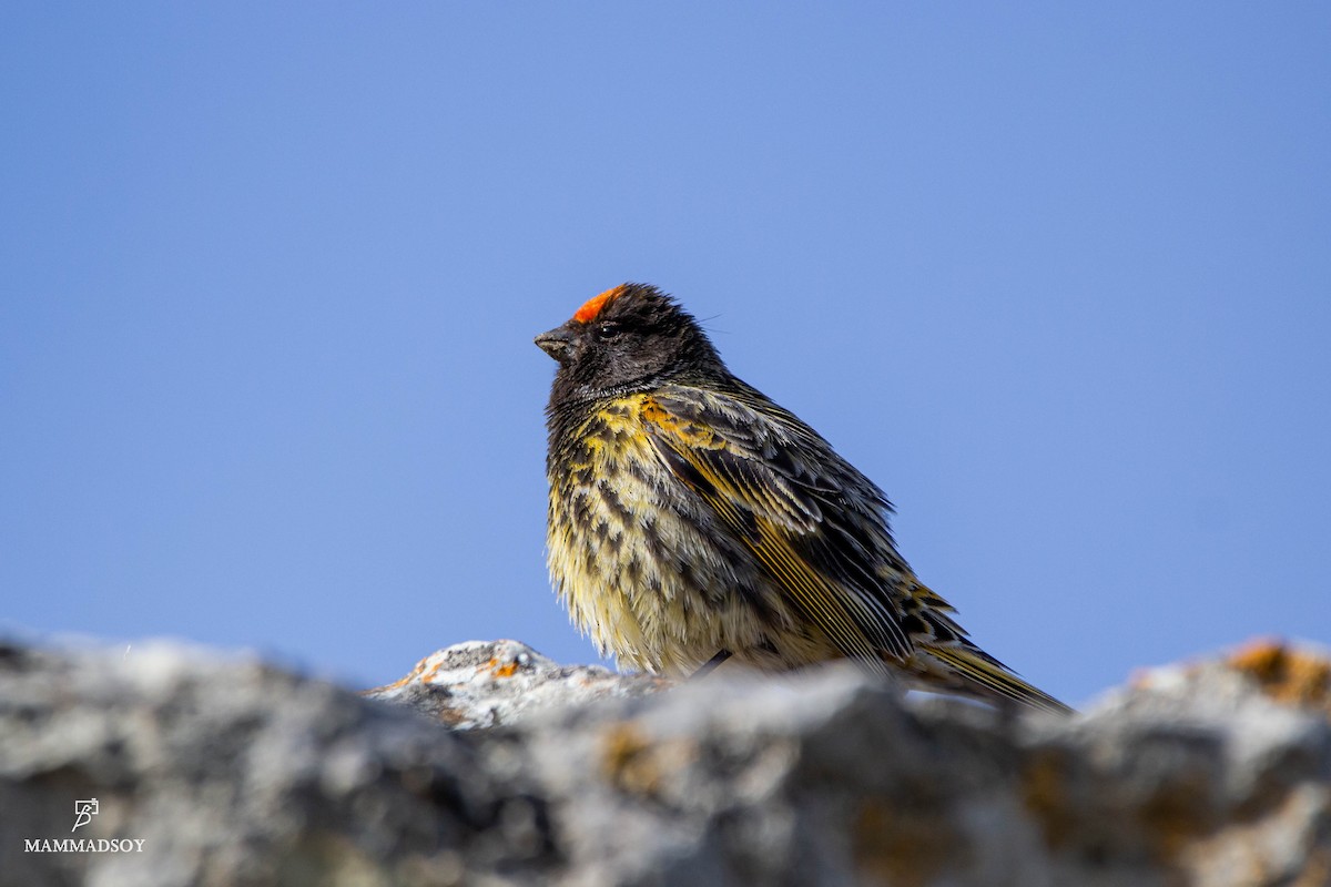 Fire-fronted Serin - ML240281031