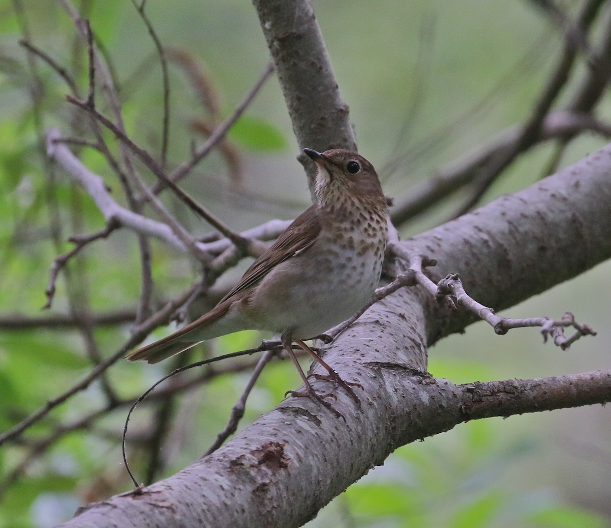 Swainson's Thrush - Pair of Wing-Nuts