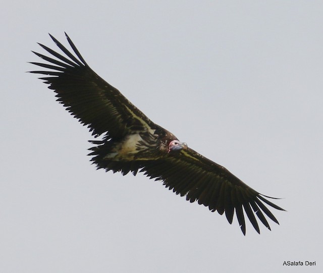 Possible confusion species: Lappet-faced Vulture (<em>Torgos tracheliotos</em>).&nbsp; - Lappet-faced Vulture - 
