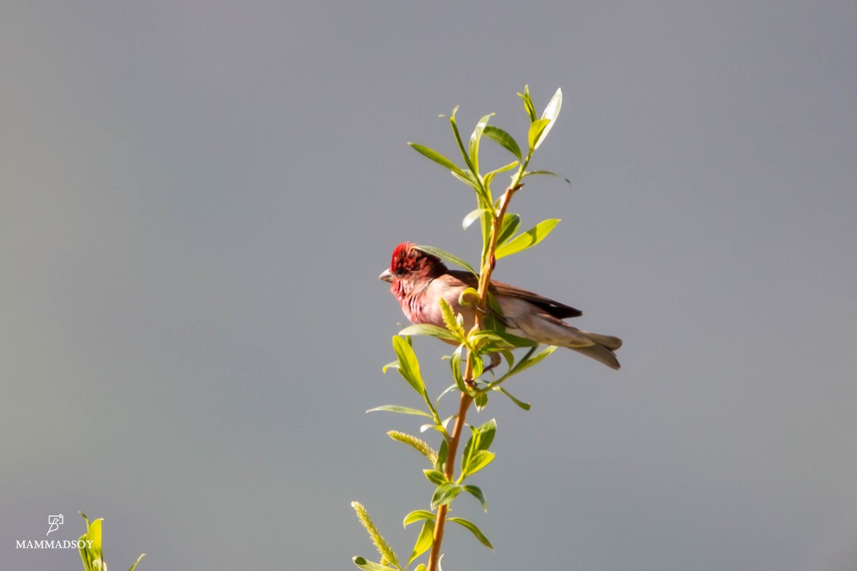 Common Rosefinch - Elvin Memmedsoy